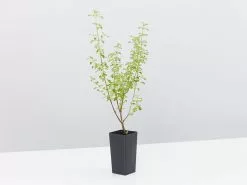 The Australian Bush Tucker Plant Box -Plants in a Box Sales Shop ProstantheraSieberi single 2f45dd61 55c2 411c ace8 01b52397796b 1080x 1