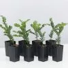 Prumnopitys Ladei -Plants in a Box Sales Shop PrumnopitysLadei 8plants 1 2b948a5d bafc 45ed b8ec 3ea1ae95707b