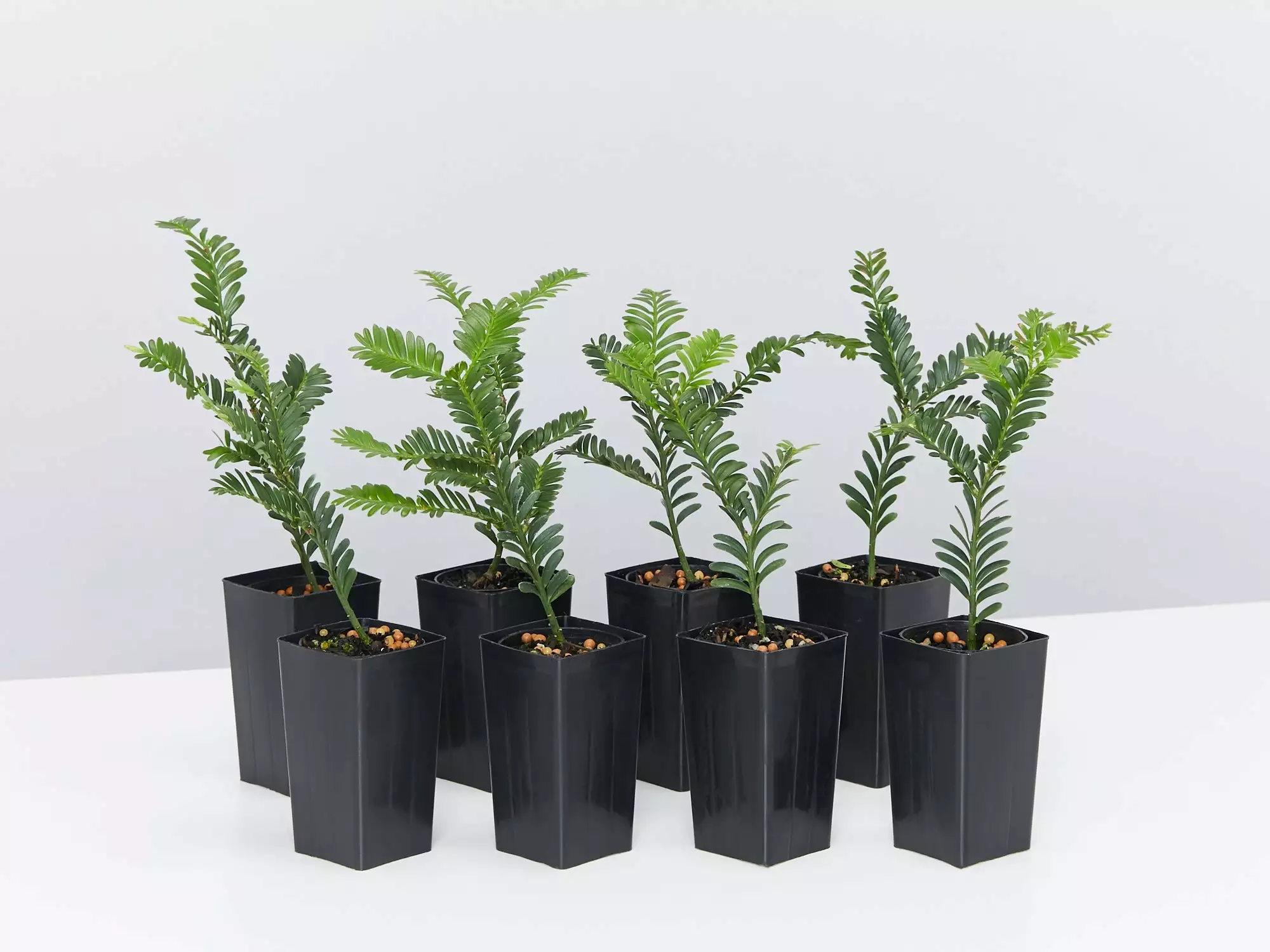 Prumnopitys Ladei 3 Prumnopitys Ladei