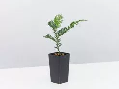 Australian Native Rainforest Mixed Pack 10 Australian Native Rainforest Mixed Pack -Plants in a Box Sales Shop PrumnopitysLadei single 2caff601 77cc 40e0 9d81 7fef956e488c