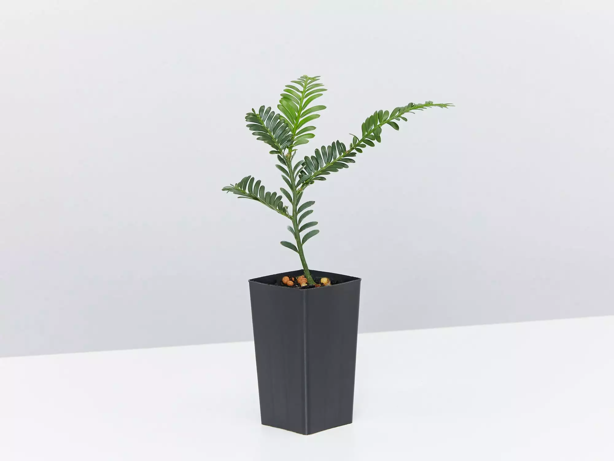 Prumnopitys Ladei 6 Prumnopitys Ladei - Image 4