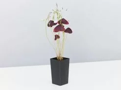 The Rainbow ðŸŒˆHouseplant Box -Plants in a Box Sales Shop PurpleOxalis single 2 1080x 9856c286 5591 4bf2 9519 2c104238862f