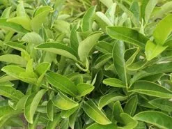 Viburnum Quick Fenceâ„¢ - Box Of Hedges 10 Viburnum Quick Fenceâ„¢ - Box Of Hedges -Plants in a Box Sales Shop QuickFence 5 50bb97ef 3274 4ff5 9860 065a0f70d3f8