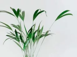 The Office Plants - Larger Size -Plants in a Box Sales Shop RHAELA02 RS 1080x 1080x ab95c507 1520 4337 8a4a eaf841b54863