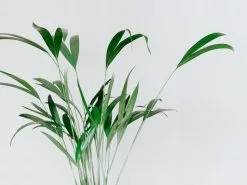 Rhapis Excelsa -Plants in a Box Sales Shop RHAELA02 RS 1b9743a9 2d3c 49b7 bf57 46617744eb23