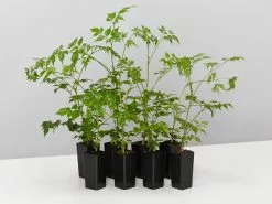 Radermachera China Doll