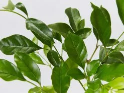 Radermachera "Summer Scent" -Plants in a Box Sales Shop RadermacheraSummerScent detail 24a4be1a 83f0 4289 94bd 729bca1e8269