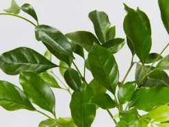 Radermachera "Summer Scent" - 85mm