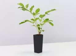 Radermachera "Summer Scent" -Plants in a Box Sales Shop RadermacheraSummerScent single f535d042 7f14 4b73 81aa 7255014902ec