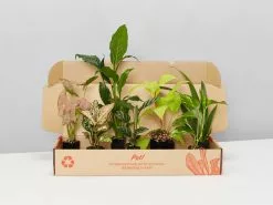 The Rainbow ðŸŒˆHouseplant Box