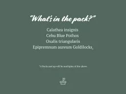 The Rainbow ðŸŒˆHouseplant Box -Plants in a Box Sales Shop Rainbowbox 2