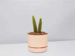 Golden Rat Tail Cactus 🌵 In LECA Set 20 Golden Rat Tail Cactus 🌵 In LECA Set -Plants in a Box Sales Shop RatTailCactus ApricotPot
