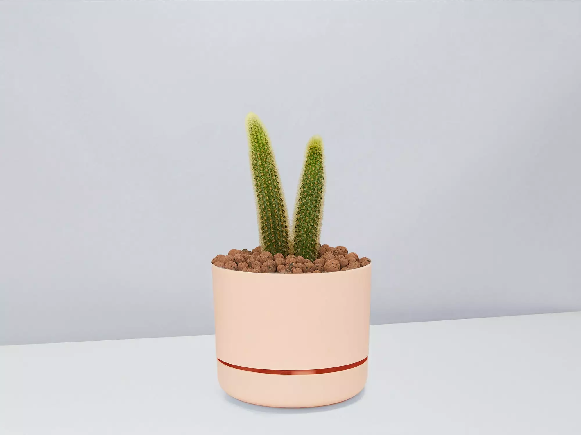 Golden Rat Tail Cactus 🌵 In LECA Set 8 Golden Rat Tail Cactus 🌵 In LECA Set - Image 6