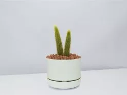 Golden Rat Tail Cactus 🌵 In LECA Set 23 Golden Rat Tail Cactus 🌵 In LECA Set -Plants in a Box Sales Shop RatTailCactus FogPot