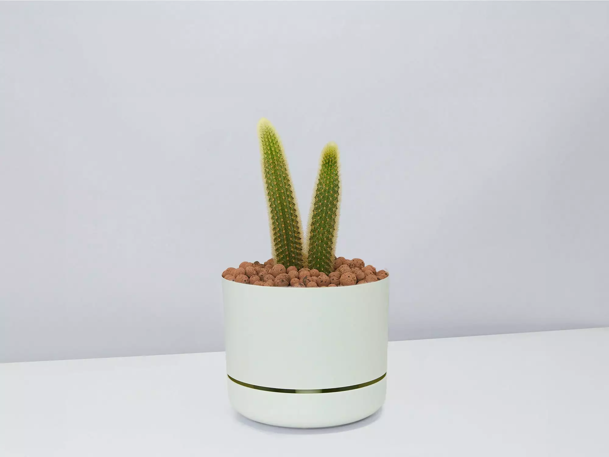 Golden Rat Tail Cactus 🌵 In LECA Set 11 Golden Rat Tail Cactus 🌵 In LECA Set - Image 9