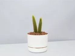 Golden Rat Tail Cactus 🌵 In LECA Set 24 Golden Rat Tail Cactus 🌵 In LECA Set -Plants in a Box Sales Shop RatTailCactus LinenPot