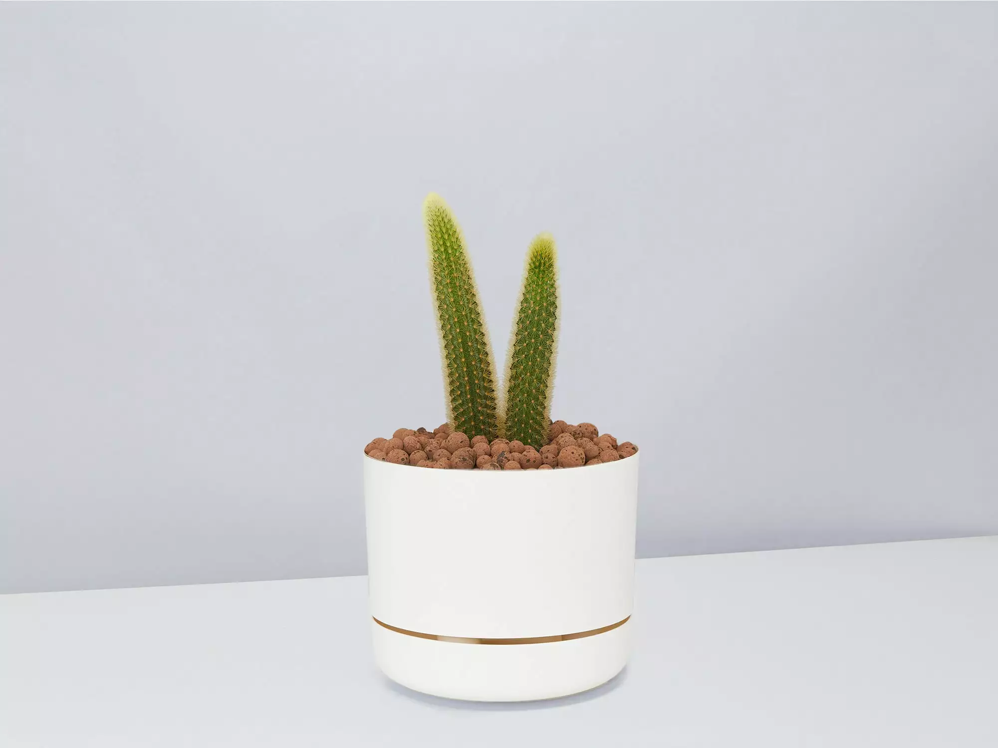 Golden Rat Tail Cactus 🌵 In LECA Set 12 Golden Rat Tail Cactus 🌵 In LECA Set - Image 10