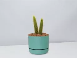 Golden Rat Tail Cactus 🌵 In LECA Set 27 Golden Rat Tail Cactus 🌵 In LECA Set -Plants in a Box Sales Shop RatTailCactus MossPot