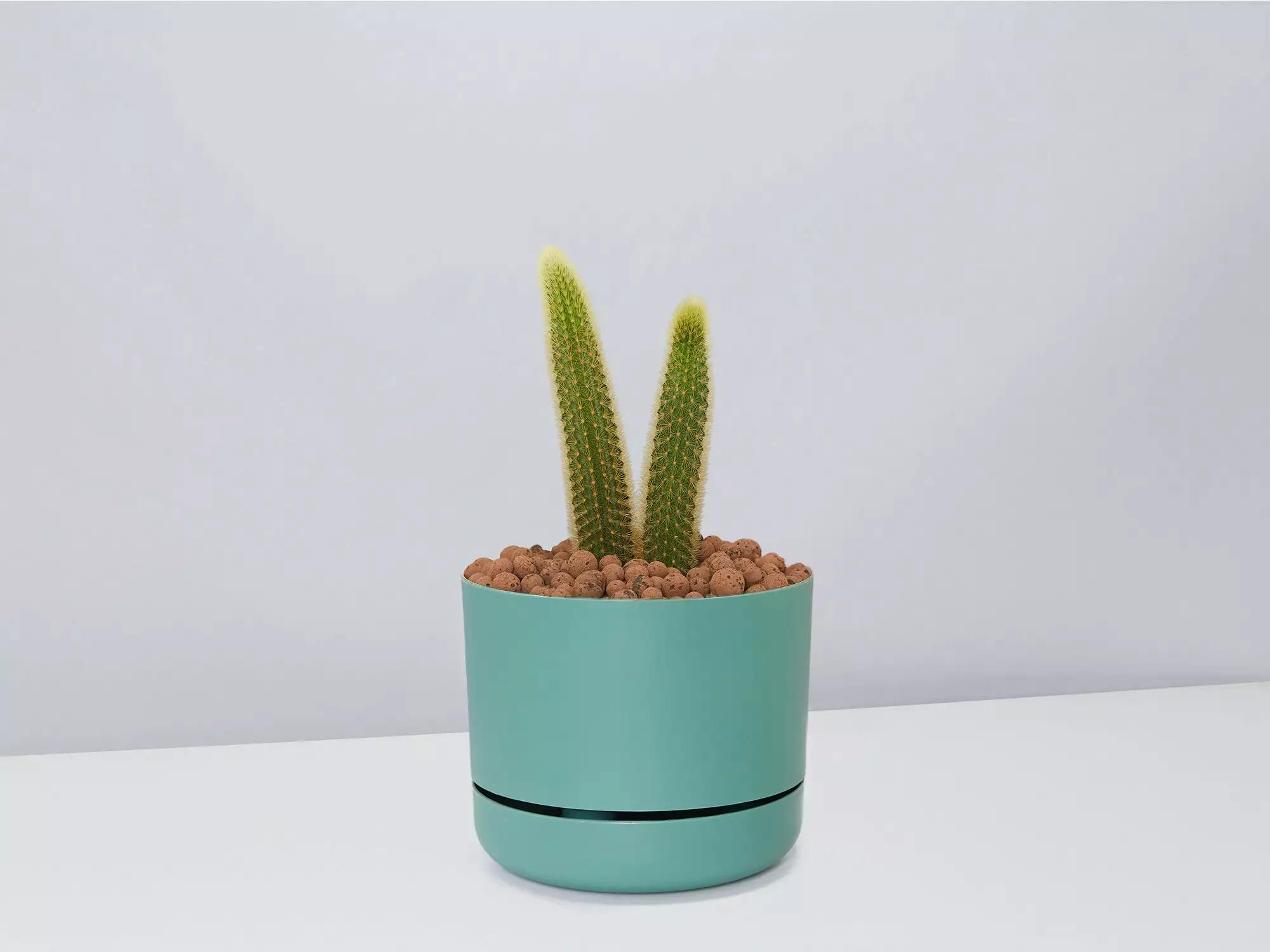 Golden Rat Tail Cactus 🌵 In LECA Set 15 Golden Rat Tail Cactus 🌵 In LECA Set - Image 13
