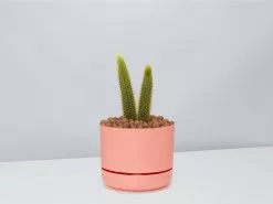 Golden Rat Tail Cactus 🌵 In LECA Set 25 Golden Rat Tail Cactus 🌵 In LECA Set -Plants in a Box Sales Shop RatTailCactus PersimmonPot