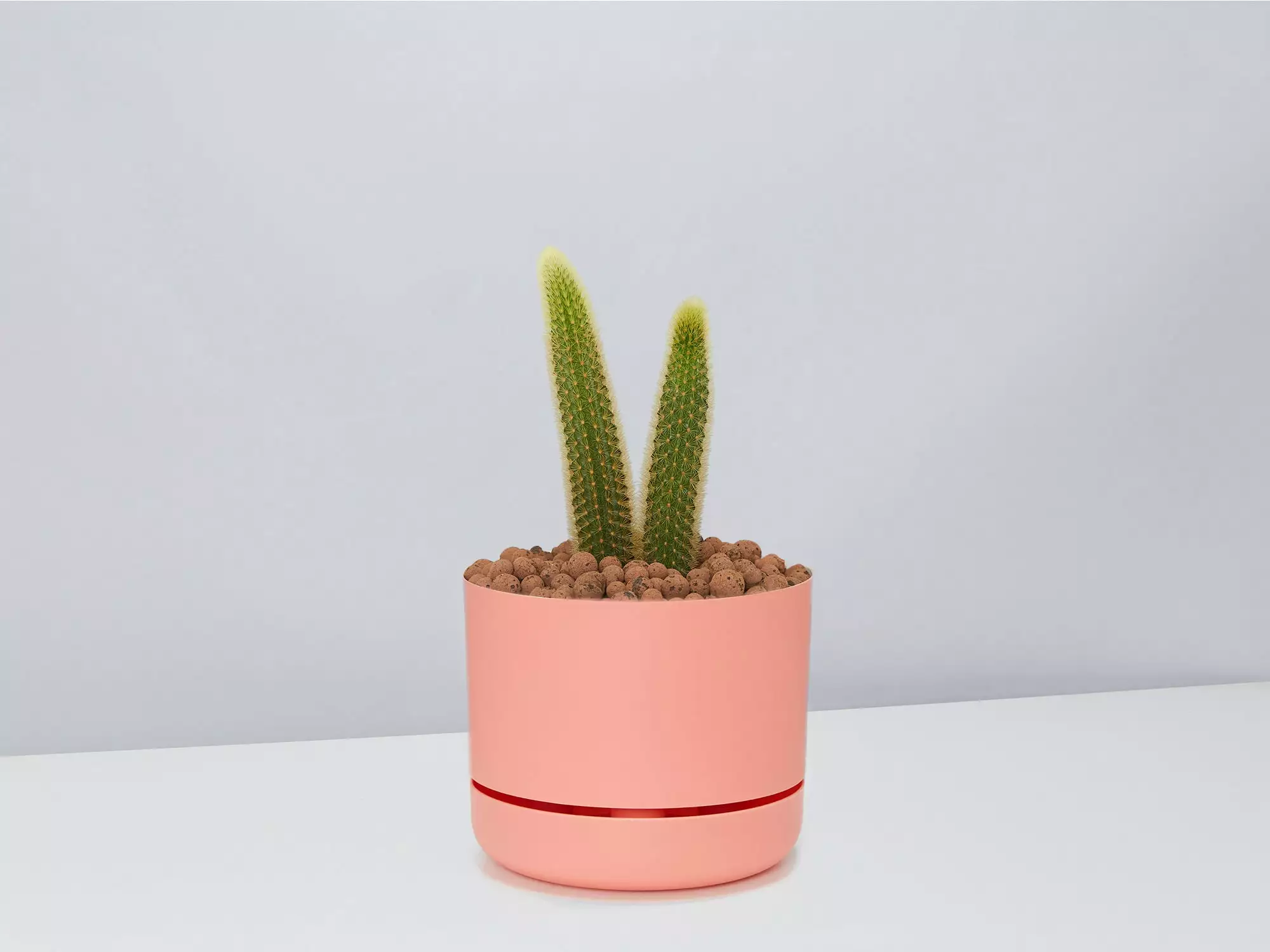 Golden Rat Tail Cactus 🌵 In LECA Set 13 Golden Rat Tail Cactus 🌵 In LECA Set - Image 11