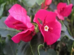 Bougainvillea Red Holly