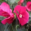 Bougainvillea Red Holly - 85mm 1 Bougainvillea Red Holly - 85mm -Plants in a Box Sales Shop Red Holly 007 aa8dcb86 6227 4e13 a35b dd56c0c14bf6