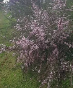 Leptospermum Pink Cascade -Plants in a Box Sales Shop Resized 20220920 175114
