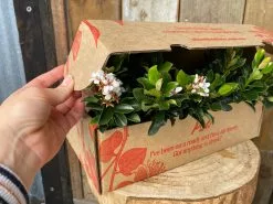 Snow Maiden Dwarf Hedge Pack 11 Snow Maiden Dwarf Hedge Pack -Plants in a Box Sales Shop RhapheolepisSnowMaiden02 71e7f545 f628 42ad bc6f 6b29be886742