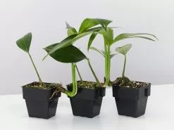 Rhaphidophora Decurvisa 85mm