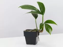 Rhaphidophora Decurvisa 85mm -Plants in a Box Sales Shop RhaphidophoraDecursiva single