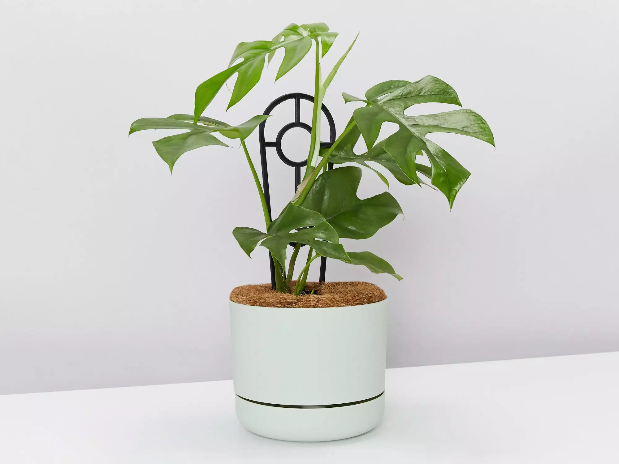 Mini Monstera - Pot + Plant + Soil 3 Mini Monstera - Pot + Plant + Soil