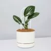 Rhaphidophora Gift Box - Pot + Plant + Soil + Double Arch Stake 2 Rhaphidophora Gift Box - Pot + Plant + Soil + Double Arch Stake -Plants in a Box Sales Shop RhaphidophoraTetraspermaStake LinenPot