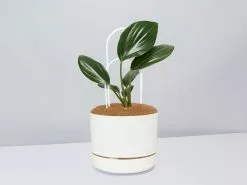 Rhaphidophora Gift Box - Pot + Plant + Soil + Double Arch Stake