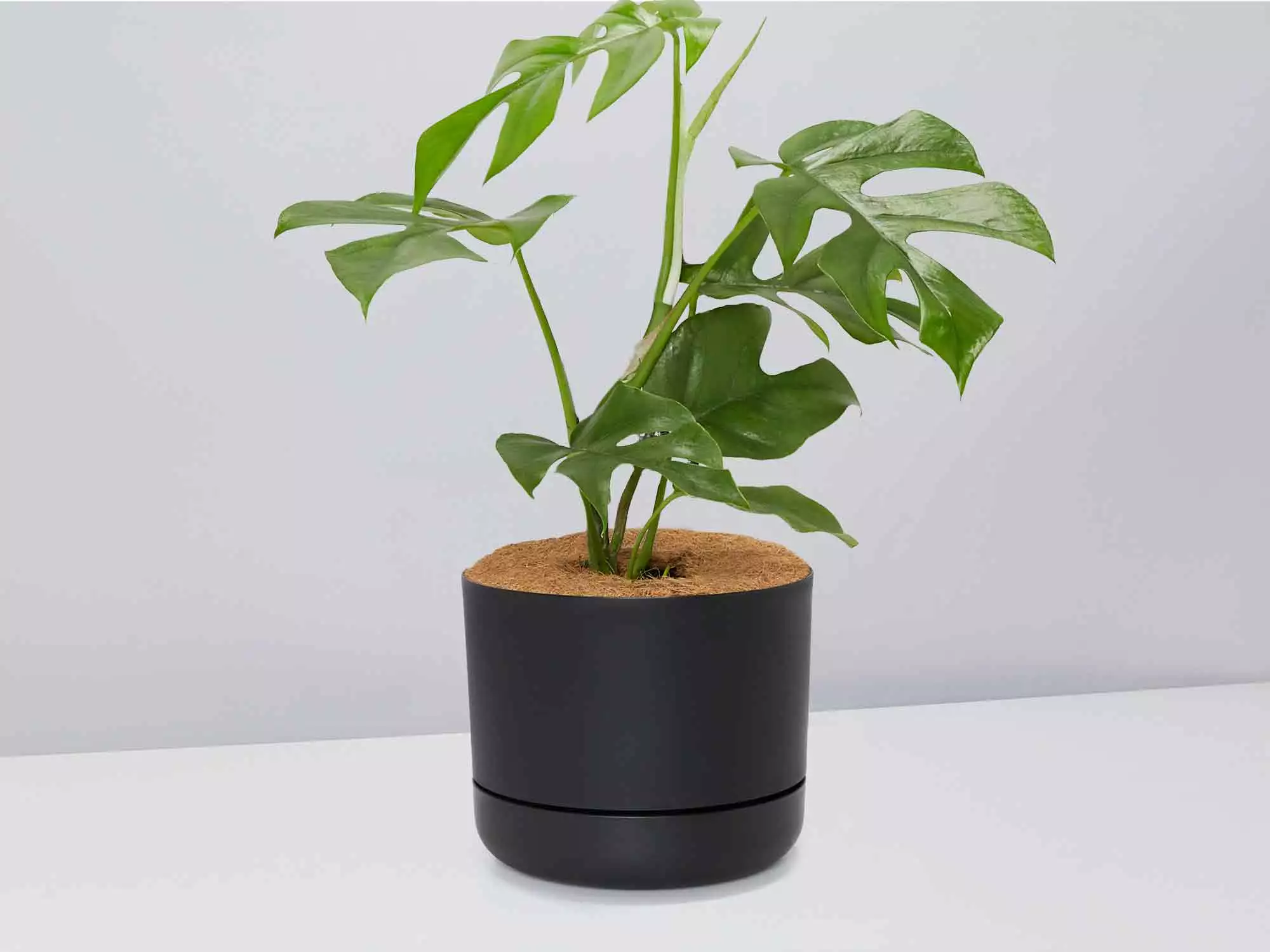 Mini Monstera - Pot + Plant + Soil 6 Mini Monstera - Pot + Plant + Soil - Image 4