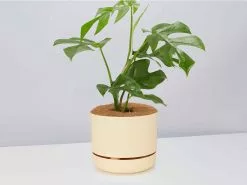Mini Monstera - Pot + Plant + Soil 26 Mini Monstera - Pot + Plant + Soil -Plants in a Box Sales Shop RhaphidophoraTetrasperma BuffPot