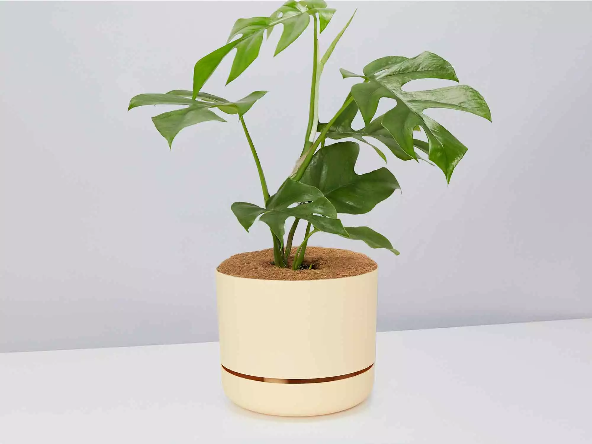 Mini Monstera - Pot + Plant + Soil 9 Mini Monstera - Pot + Plant + Soil - Image 7