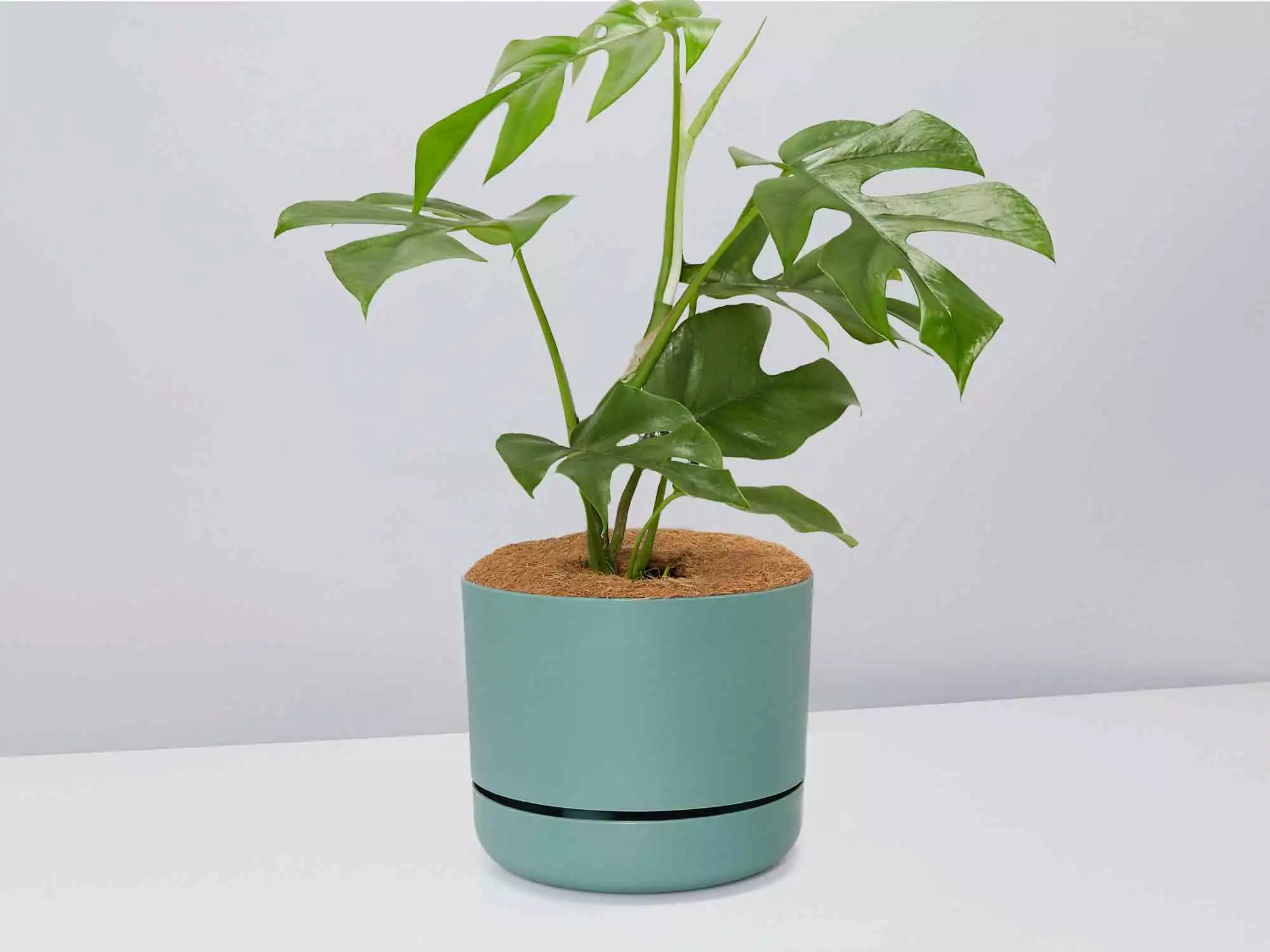 Mini Monstera - Pot + Plant + Soil 16 Mini Monstera - Pot + Plant + Soil - Image 14