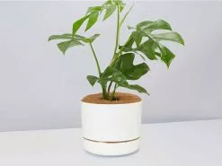 Mini Monstera - Pot + Plant + Soil 28 Mini Monstera - Pot + Plant + Soil -Plants in a Box Sales Shop RhaphidophoraTetrasperma LinenPot
