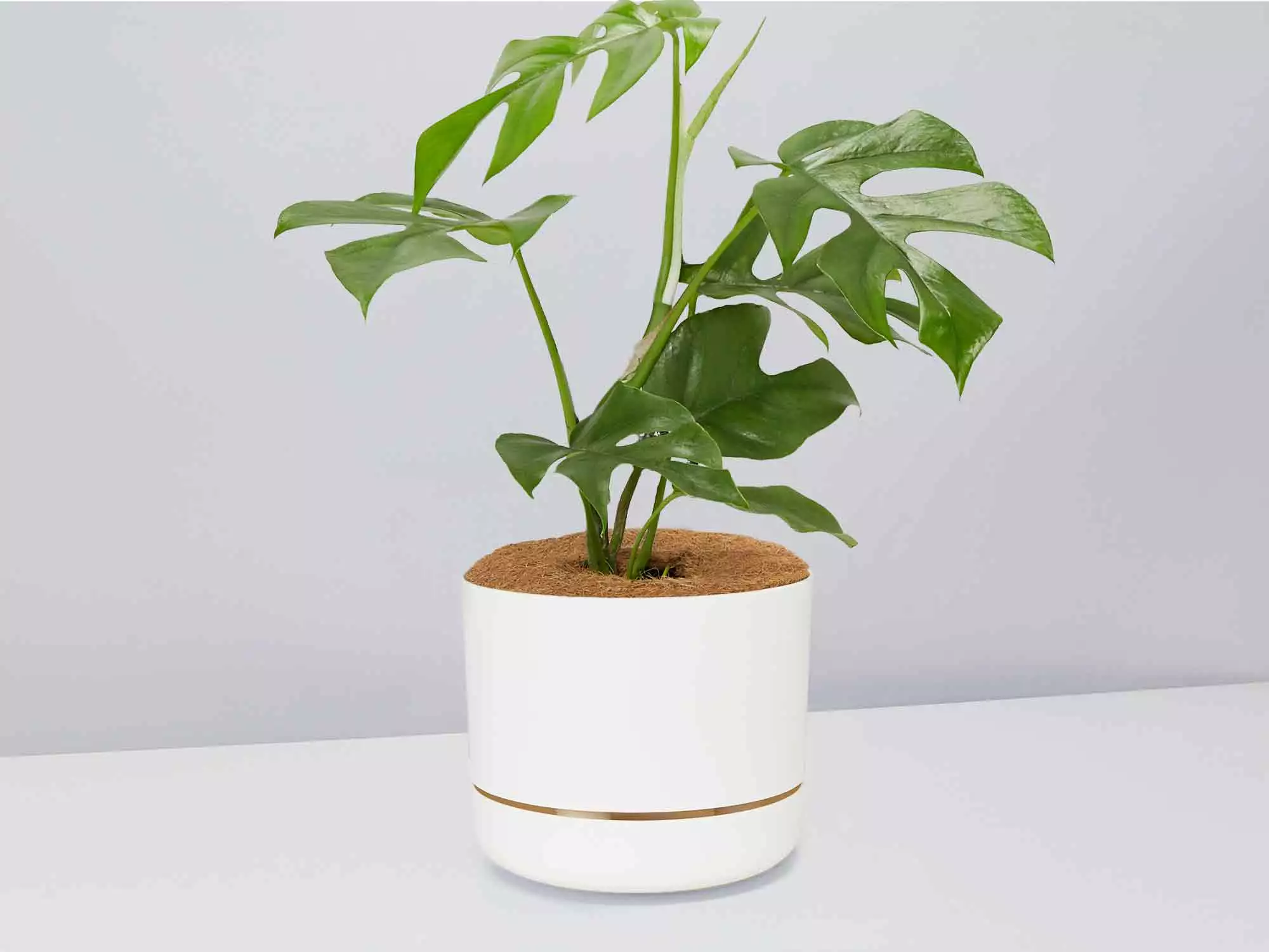 Mini Monstera - Pot + Plant + Soil 11 Mini Monstera - Pot + Plant + Soil - Image 9