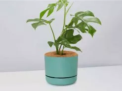 Mini Monstera - Pot + Plant + Soil 29 Mini Monstera - Pot + Plant + Soil -Plants in a Box Sales Shop RhaphidophoraTetrasperma MossPot