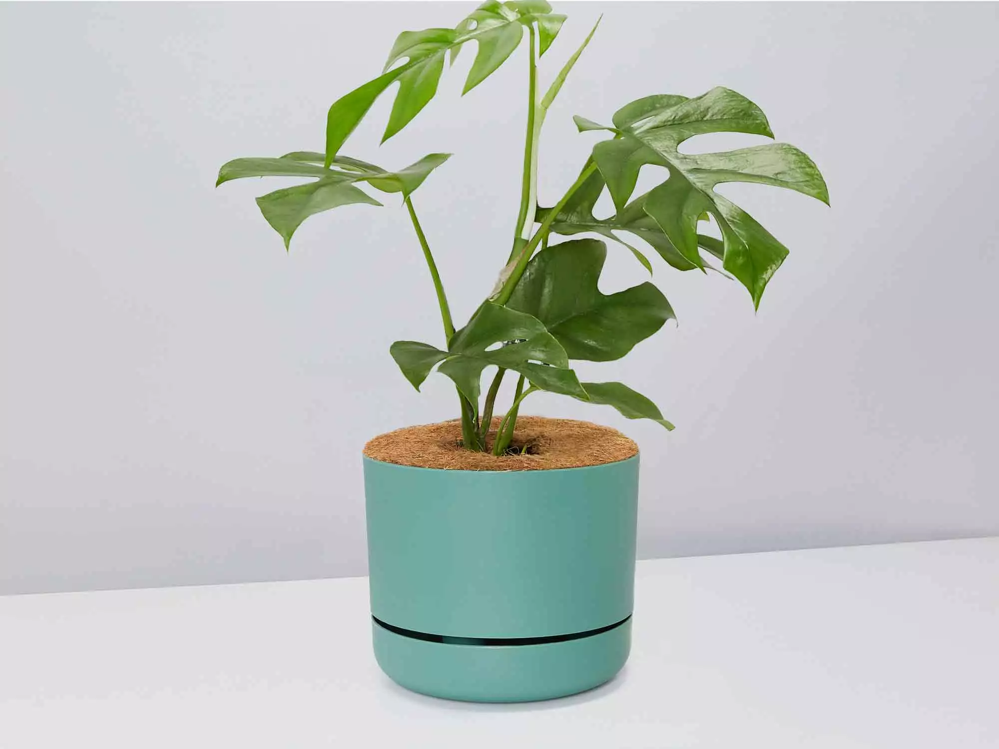 Mini Monstera - Pot + Plant + Soil 12 Mini Monstera - Pot + Plant + Soil - Image 10