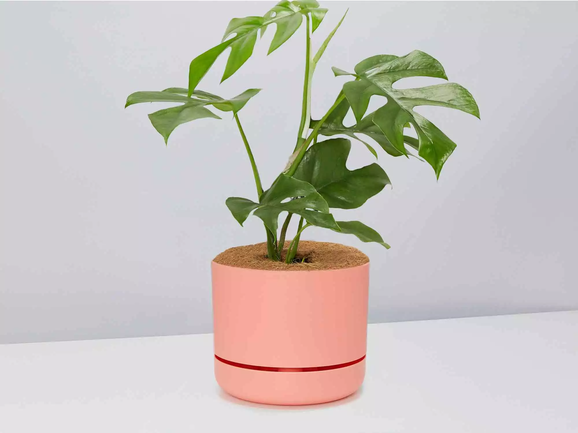 Mini Monstera - Pot + Plant + Soil 15 Mini Monstera - Pot + Plant + Soil - Image 13