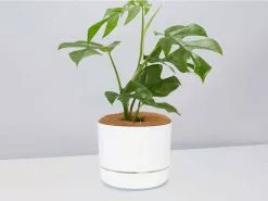 Mini Monstera - Pot + Plant + Soil 31 Mini Monstera - Pot + Plant + Soil -Plants in a Box Sales Shop RhaphidophoraTetrasperma WhitePot