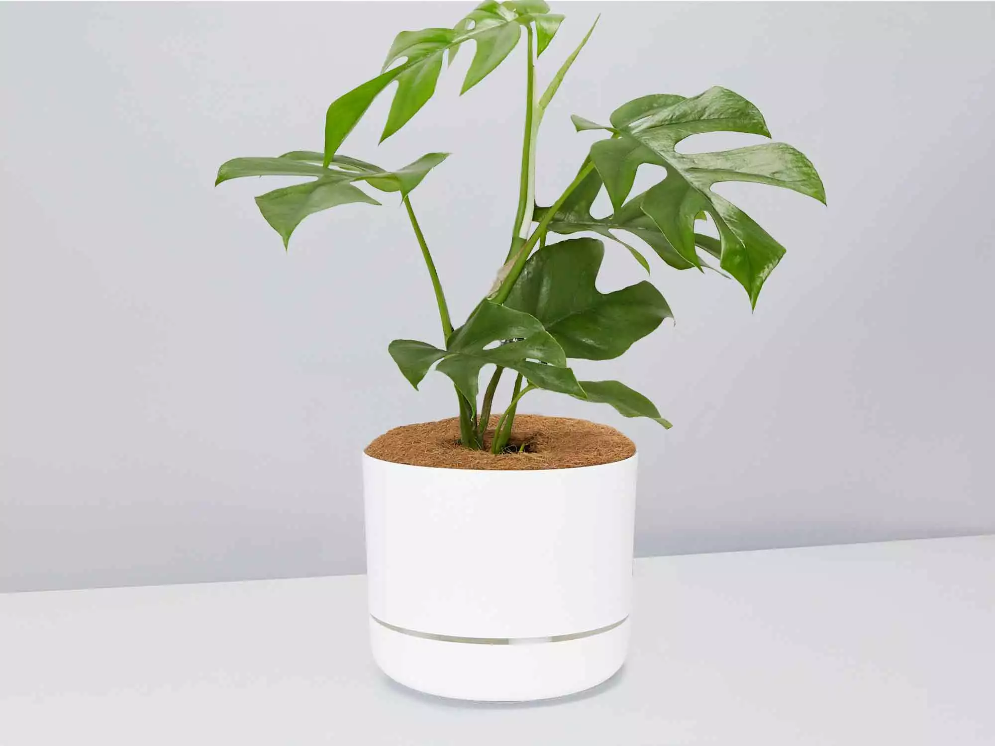Mini Monstera - Pot + Plant + Soil 14 Mini Monstera - Pot + Plant + Soil - Image 12