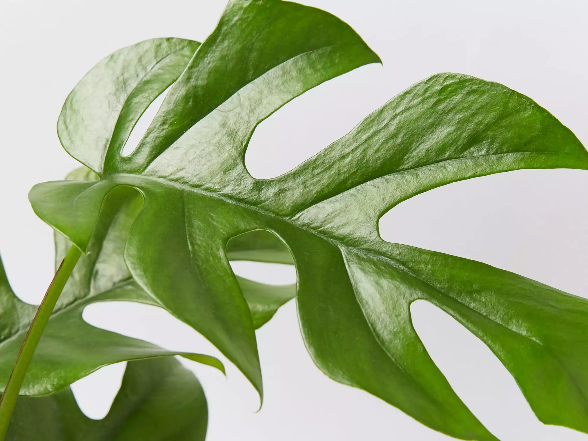 Mini Monstera - Pot + Plant + Soil 8 Mini Monstera - Pot + Plant + Soil - Image 6