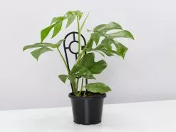 Mini Monstera - Pot + Plant + Soil 21 Mini Monstera - Pot + Plant + Soil -Plants in a Box Sales Shop RhaphidophoraTetrasperma single