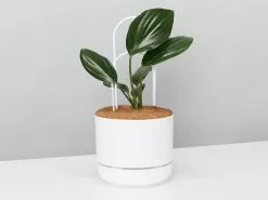 Double-Arch Plant Support Stake 11 Double-Arch Plant Support Stake -Plants in a Box Sales Shop RhaphidoraDescursivaMrKityWhiteDoubleArchStakeWhite 7bb42269 79b3 4e0b ba72 2cf18e5c7a03
