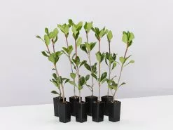 Rhaphiolepis Intermedia