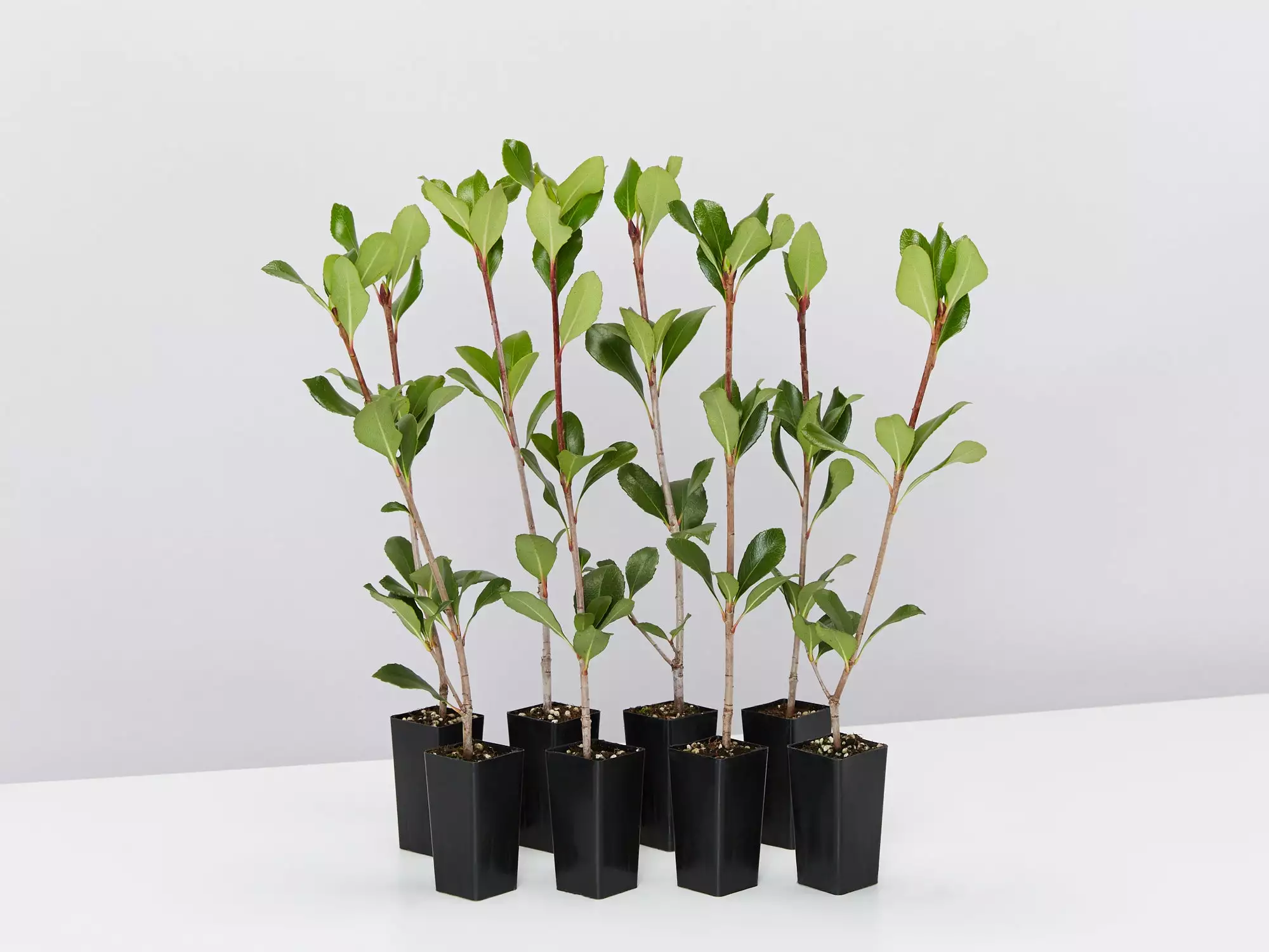 Rhaphiolepis Intermedia 3 Rhaphiolepis Intermedia